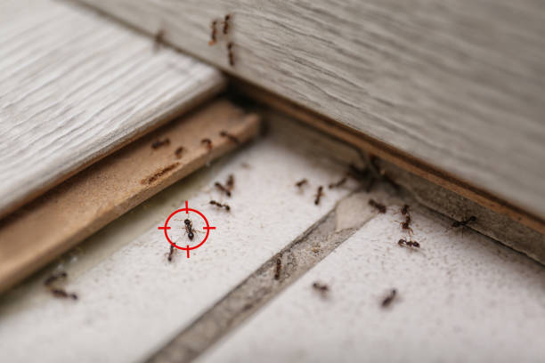 Spider Control Near Me in Elk Ridge, UT