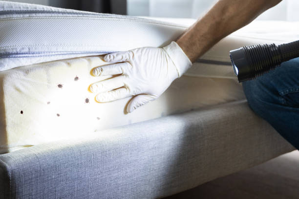 Best Termite Control Services  in Elk Ridge, UT