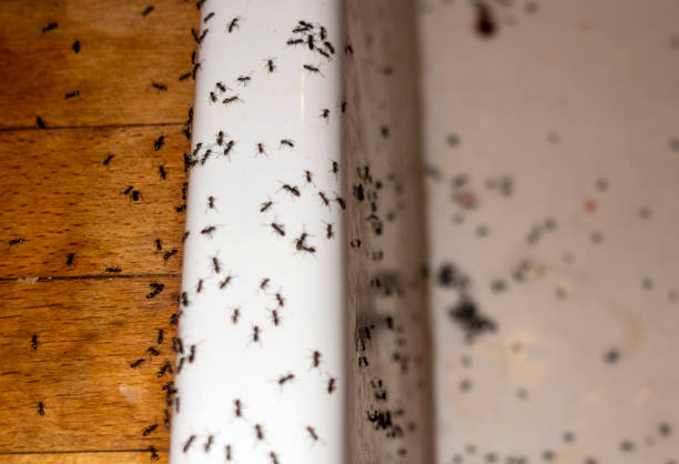 Best Spider Control Near Me  in Elk Ridge, UT